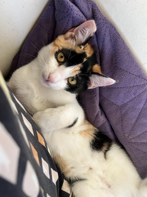 Circus is a 10+ Times a Million!, an adoptable Calico, Birman in Eagle Point, OR, 97524 | Photo Image 5