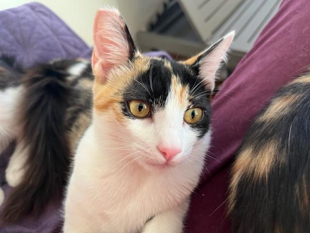 Circus is a 10+ Times a Million!, an adoptable Calico, Birman in Eagle Point, OR, 97524 | Photo Image 1