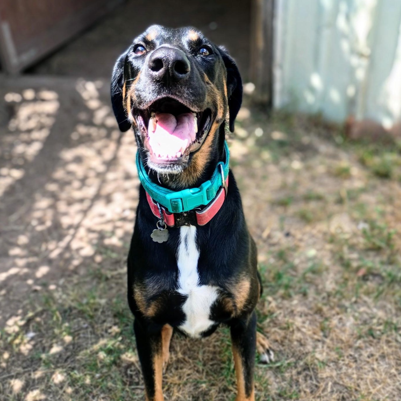 AMBER — Your Daily Dose of Happy, Adoptable, Adult Female Doberman Pinscher.