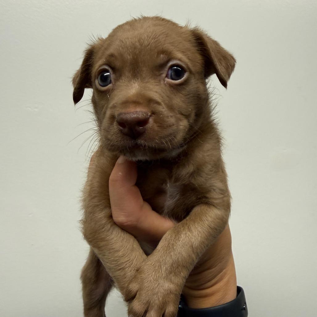 Enlarge Brown Sugar, a Adoptable mixed breed in Los Angeles, CA image 2/2