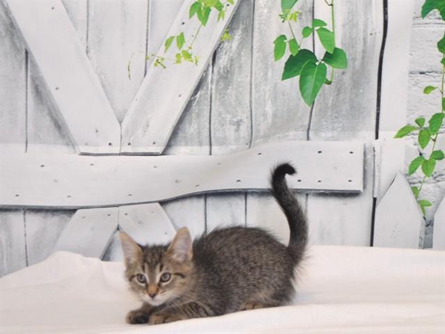 PENNY, Adoptable, Kitten Female Domestic Medium Hair.