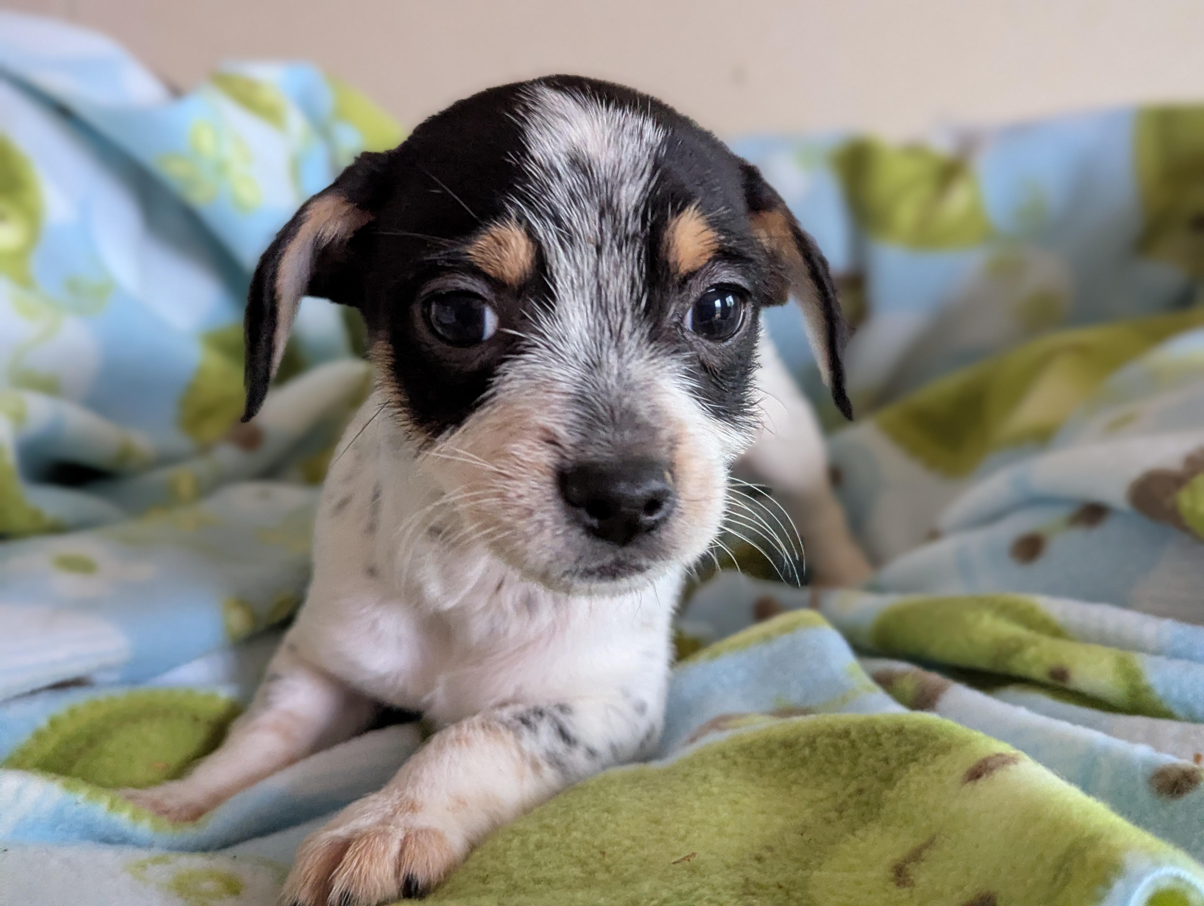 Ube, adopted, Puppy Male Yorkshire Terrier.
