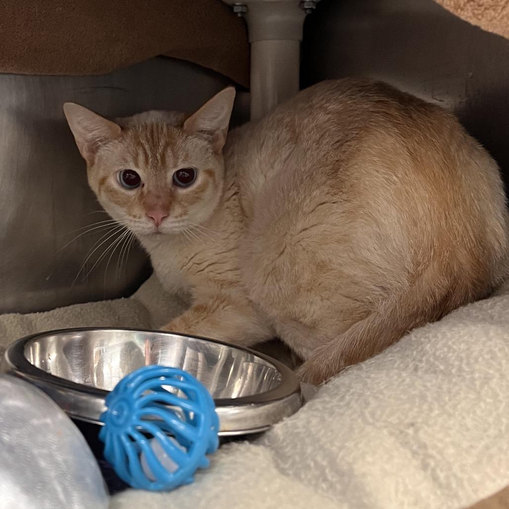 Economics, a Adoptable Domestic Short Hair in Mentor, OH image 1/2