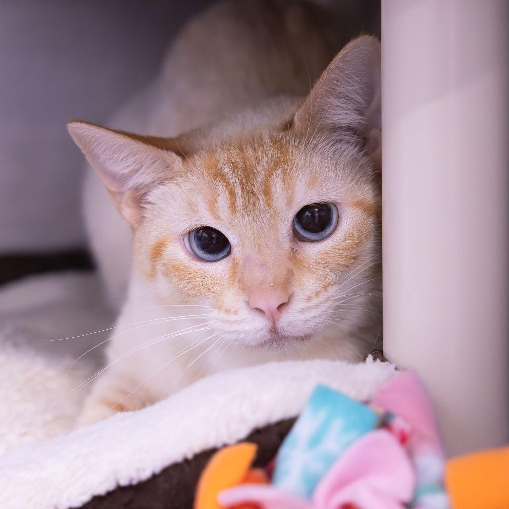 Economics, a Adoptable Domestic Short Hair in Mentor, OH image 2/2
