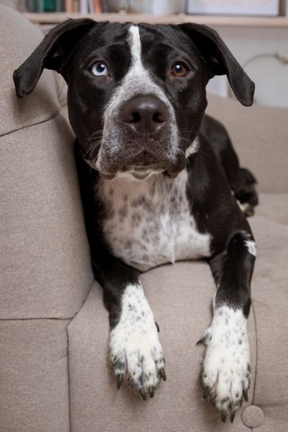 Enlarge Princess, a Adoptable Mixed Breed in Miamitown, OH image 2/3