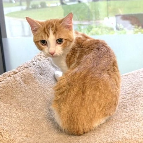 Enlarge Arnie, a Adoptable mixed breed in Lombard, IL image 1/4
