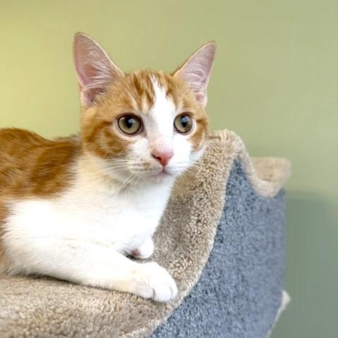 Enlarge Arnie, a Adoptable mixed breed in Lombard, IL image 2/4