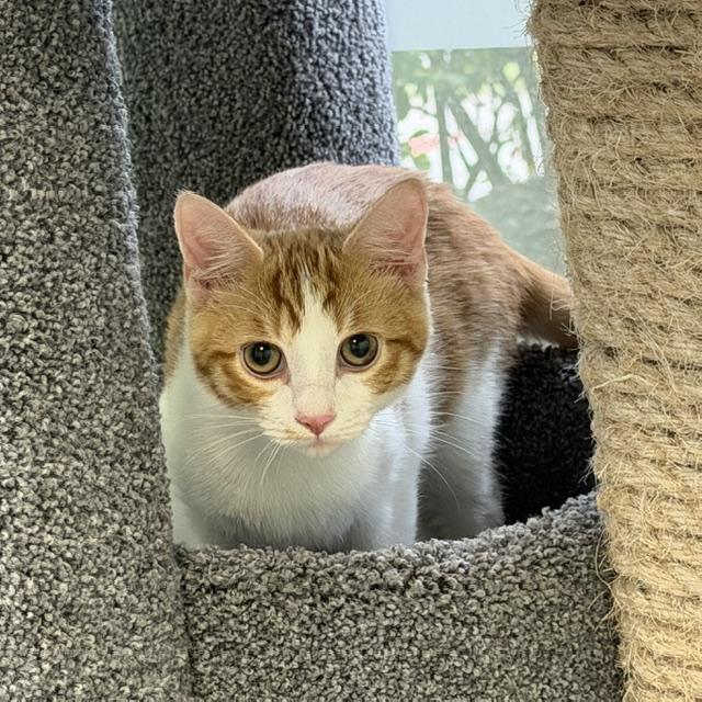Enlarge Arnie, a Adoptable mixed breed in Lombard, IL image 3/4