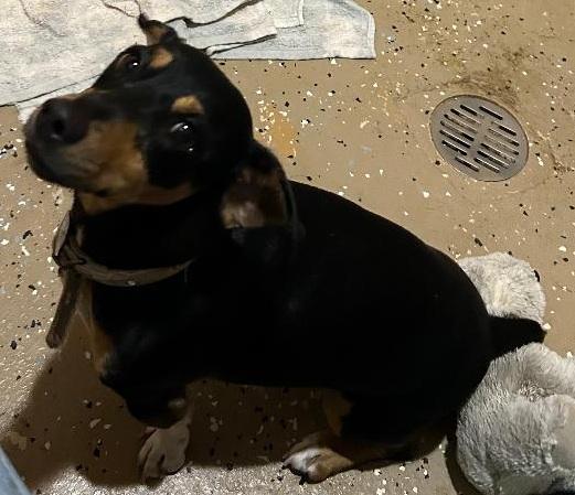 ROXIE, a ADOPTABLE mixed breed in Georgetown, KY image 3/3