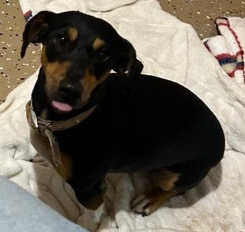 ROXIE, ADOPTABLE, Young Female Dachshund & Jack Russell Terrier.