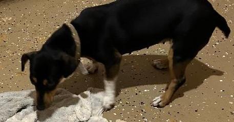 ROXIE, a ADOPTABLE mixed breed in Georgetown, KY image 2/3