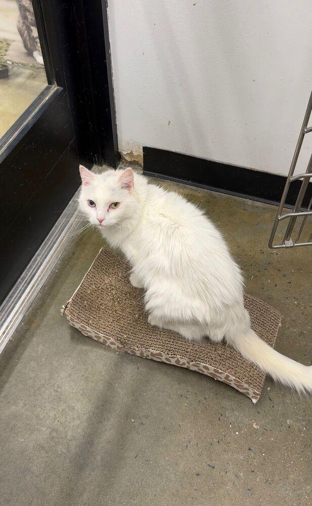 Enlarge Parmesan, a Adoptable Turkish Angora in Pittstown, NJ image 1/3