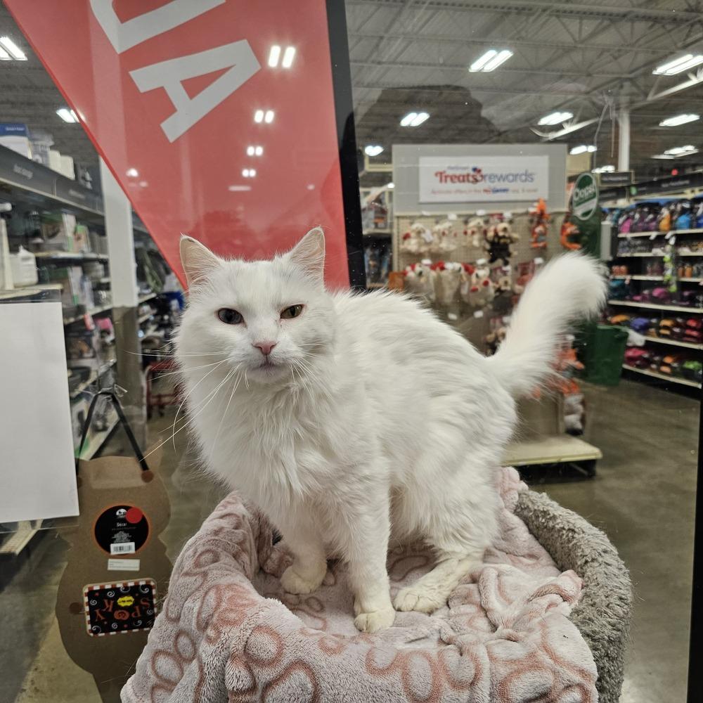 Enlarge Parmesan, a Adoptable Turkish Angora in Pittstown, NJ image 3/3