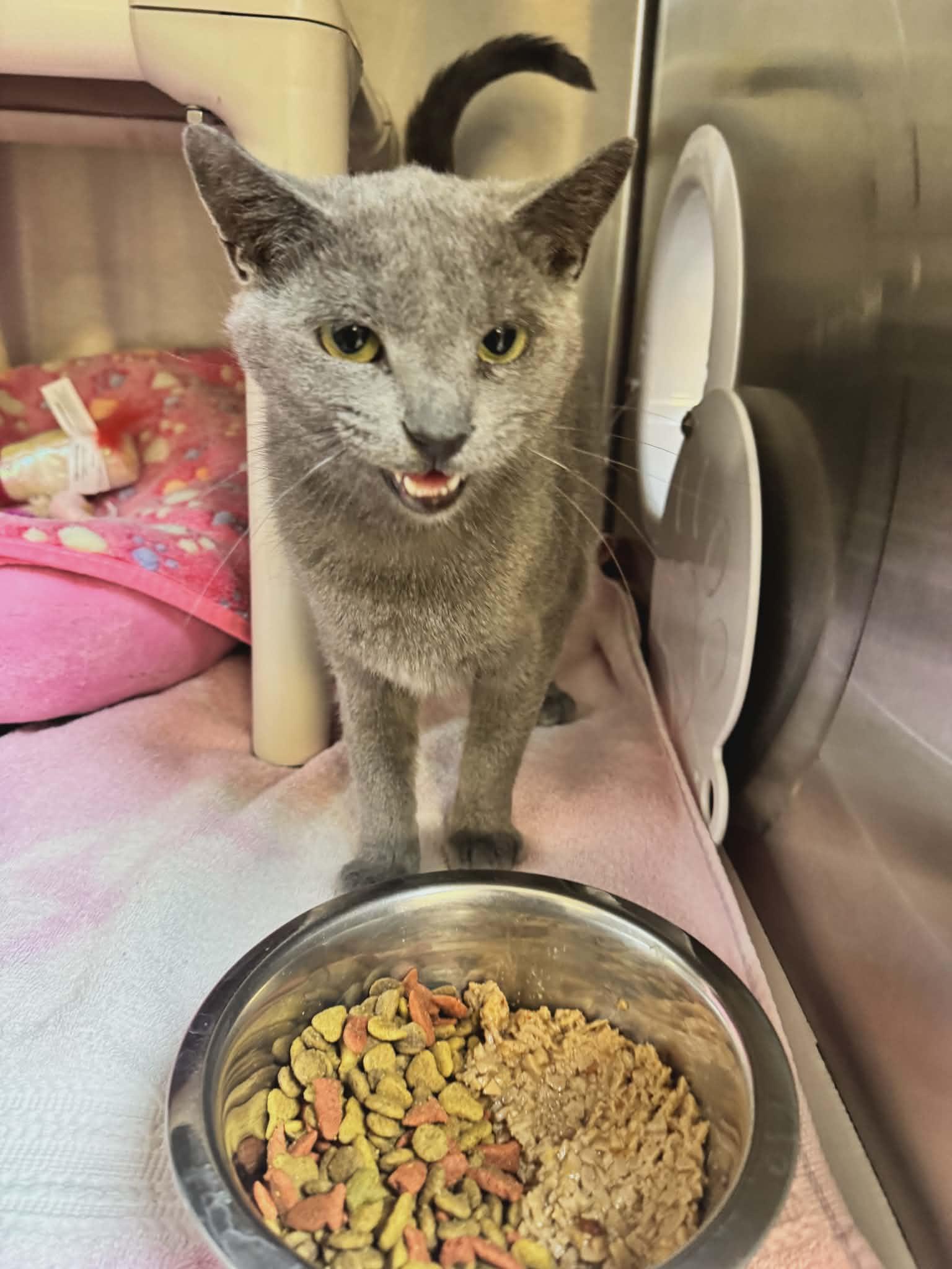 Enlarge Sage, an adoptable Domestic Short Hair in Orange, VA image 3/3