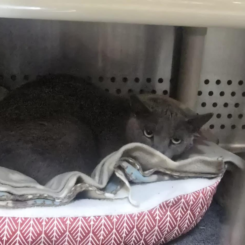 Enlarge Sage, an adoptable Domestic Short Hair in Orange, VA image 2/3