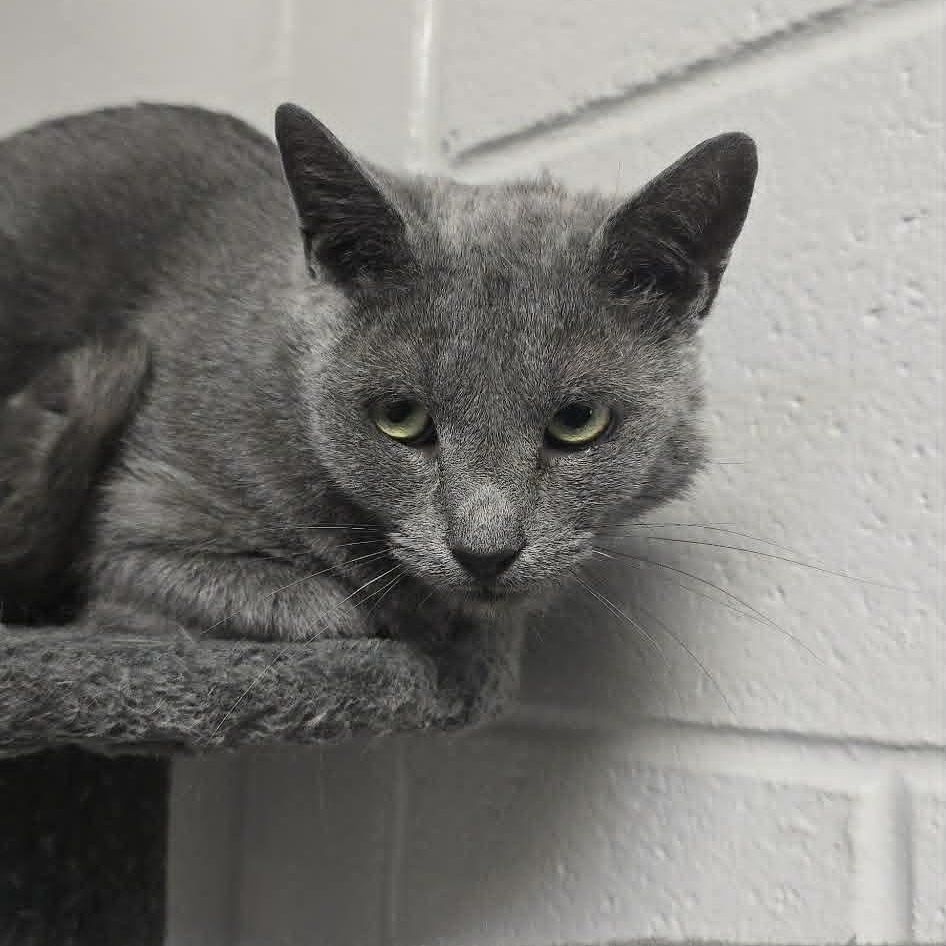 Sage, adoptable, Adult Female Domestic Short Hair.