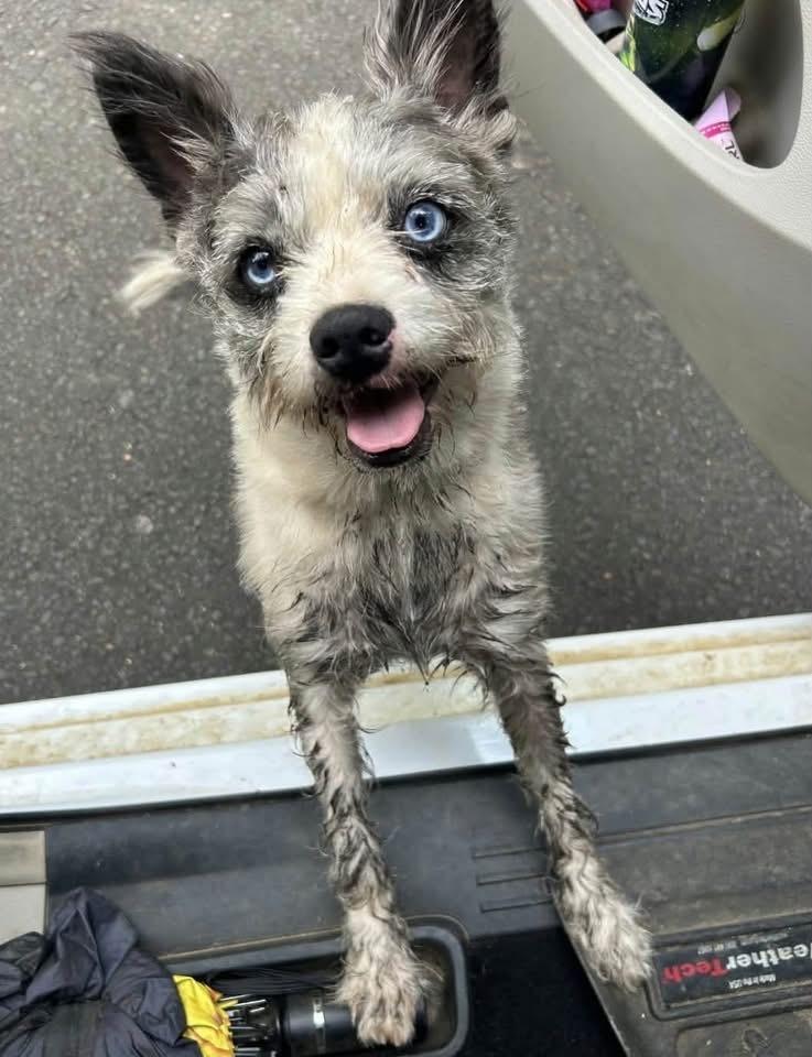 Newman, Adoptable, Adult Male Terrier.