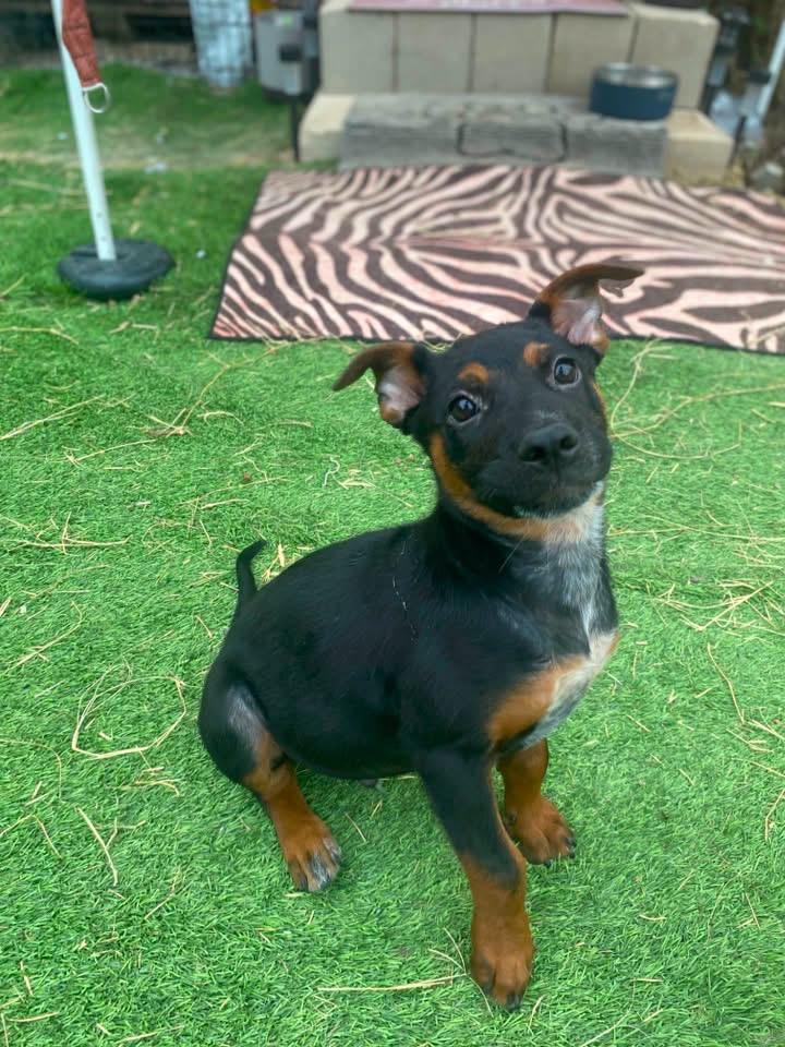 Enlarge Thor, a ADOPTABLE mixed breed in San Antonio, TX image 1/5