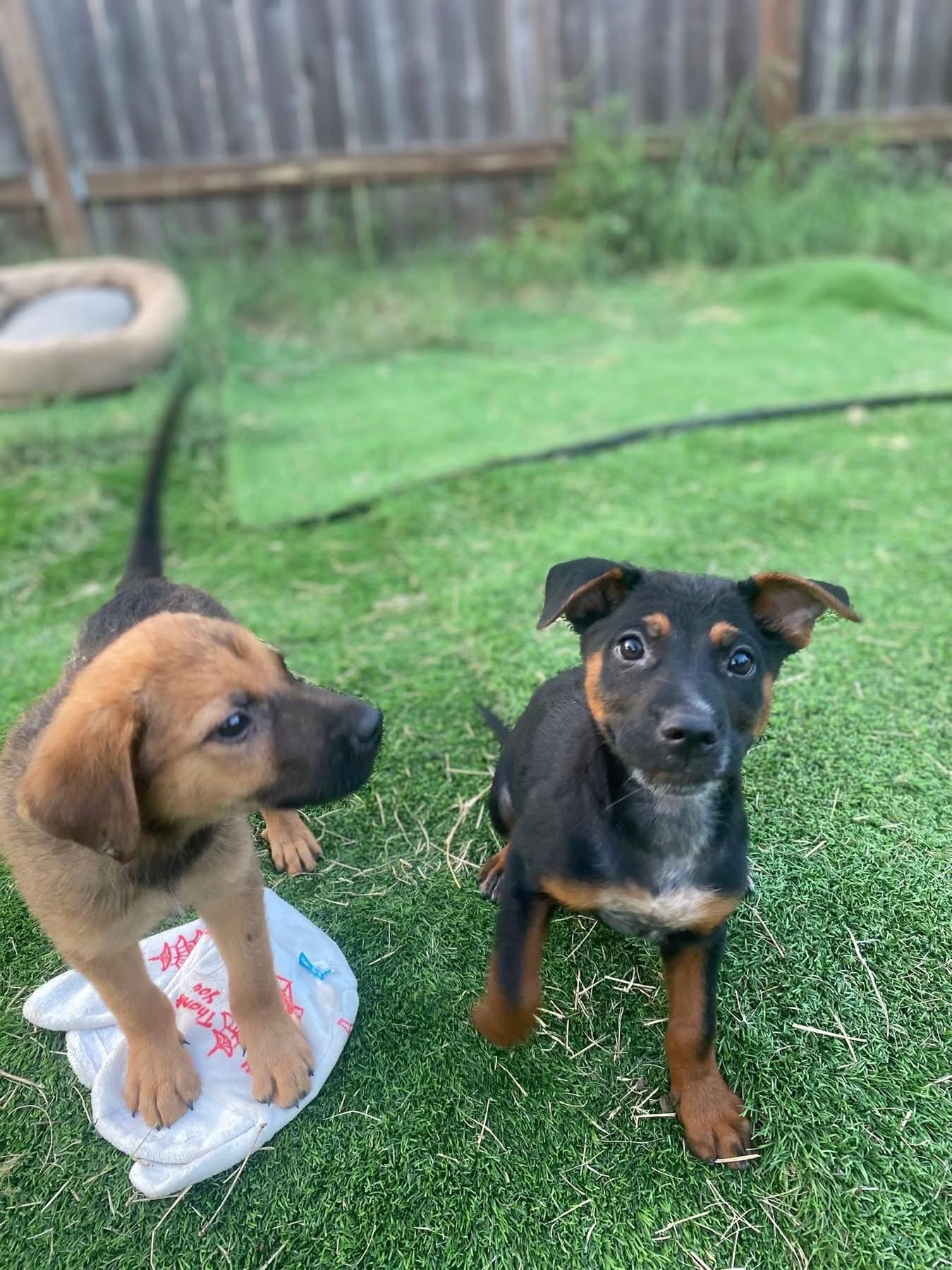 Enlarge Thor, a ADOPTABLE mixed breed in San Antonio, TX image 5/5