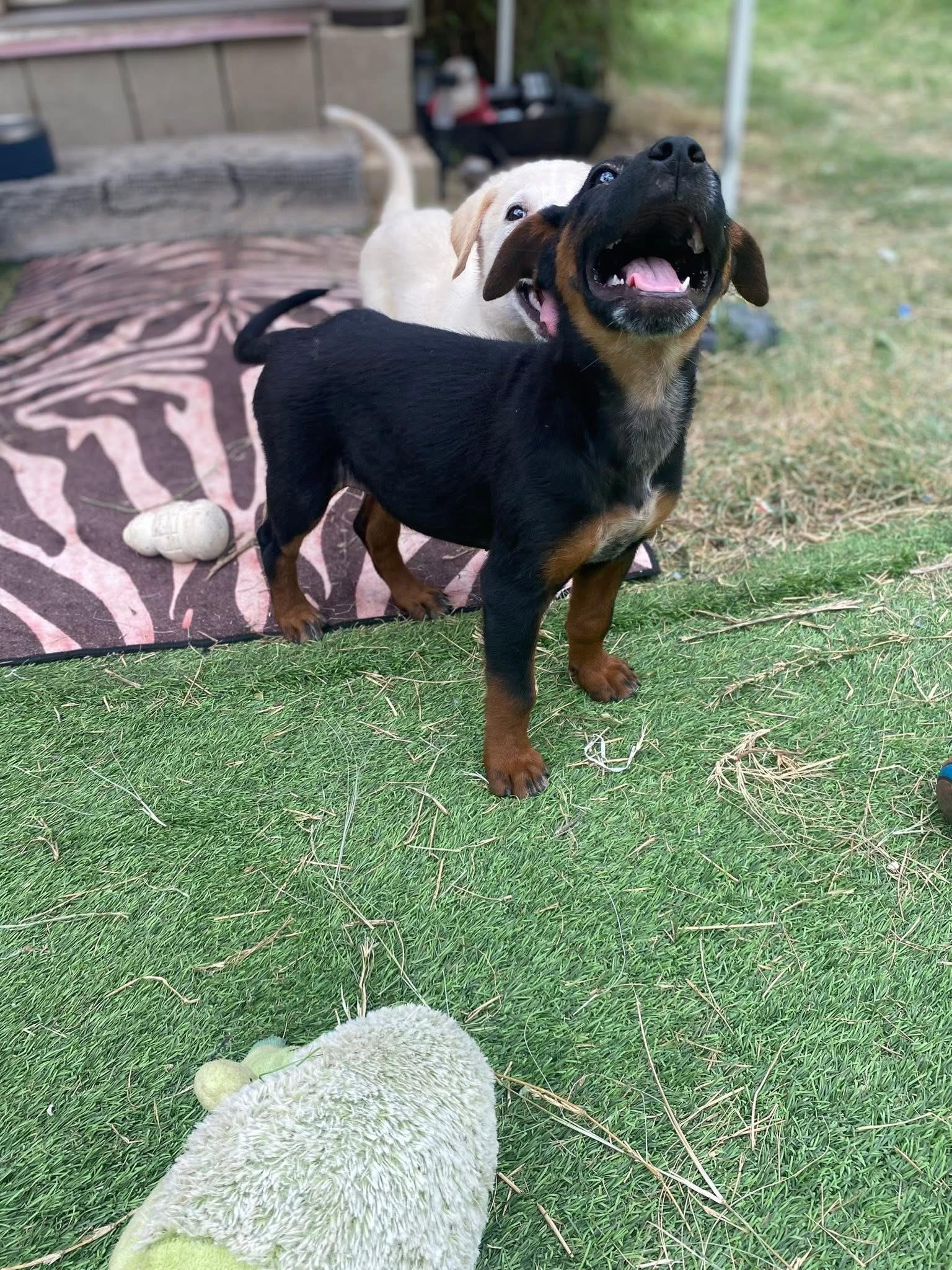 Enlarge Thor, a ADOPTABLE mixed breed in San Antonio, TX image 2/5