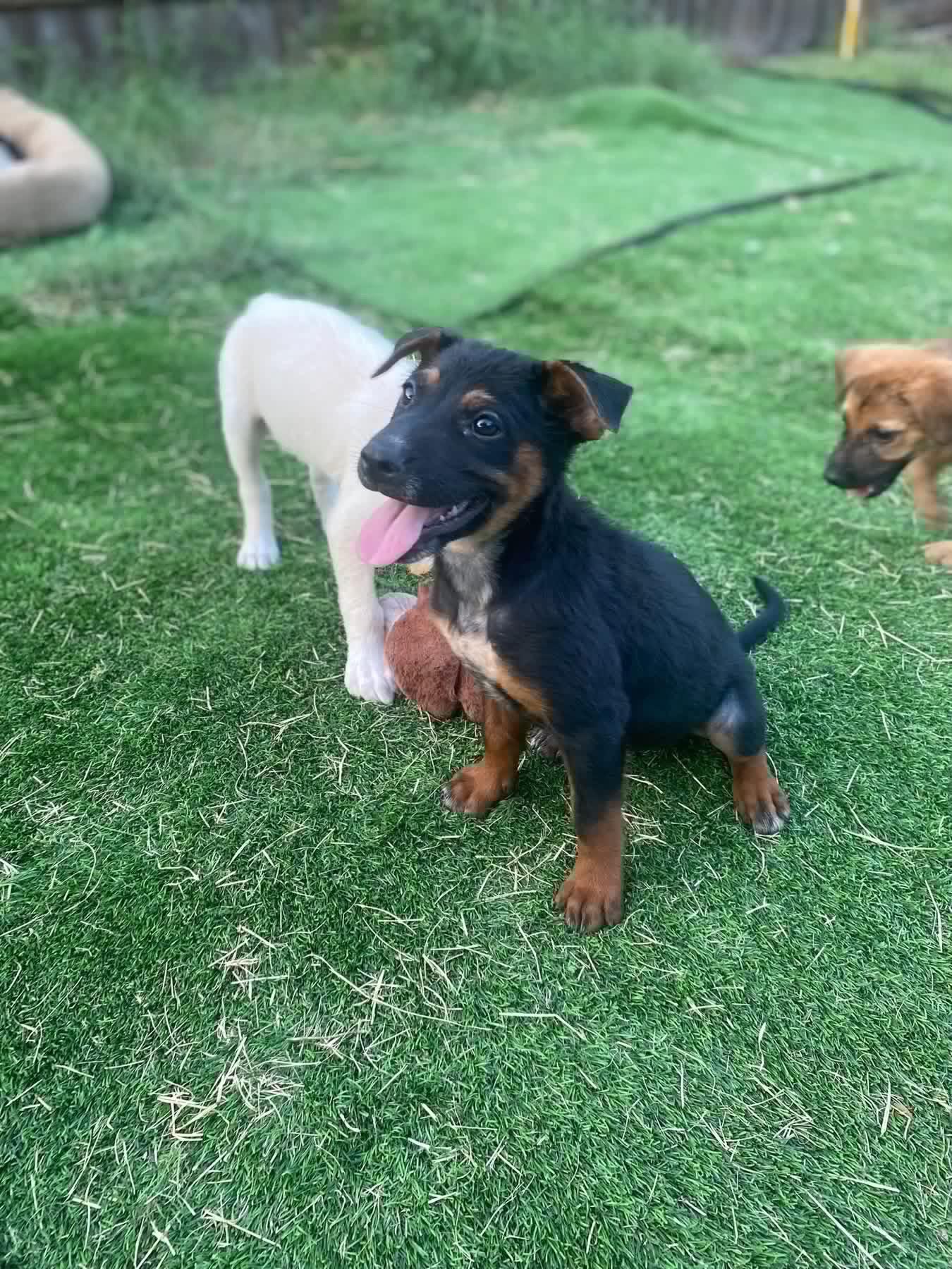 Enlarge Thor, a ADOPTABLE mixed breed in San Antonio, TX image 3/5