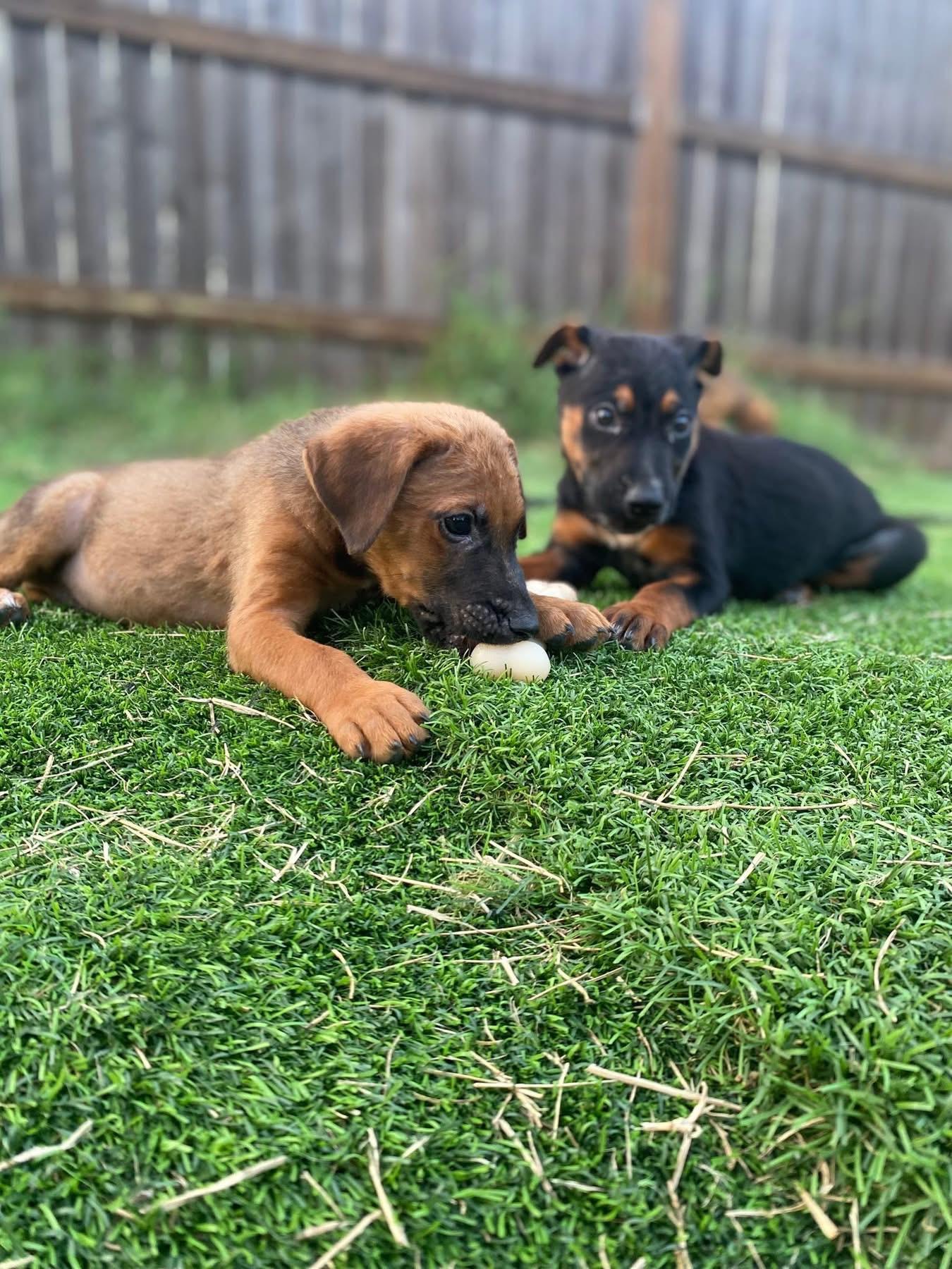 Enlarge Thor, a ADOPTABLE mixed breed in San Antonio, TX image 4/5