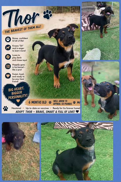 Enlarge Thor, a ADOPTABLE mixed breed in San Antonio, TX video 2/6