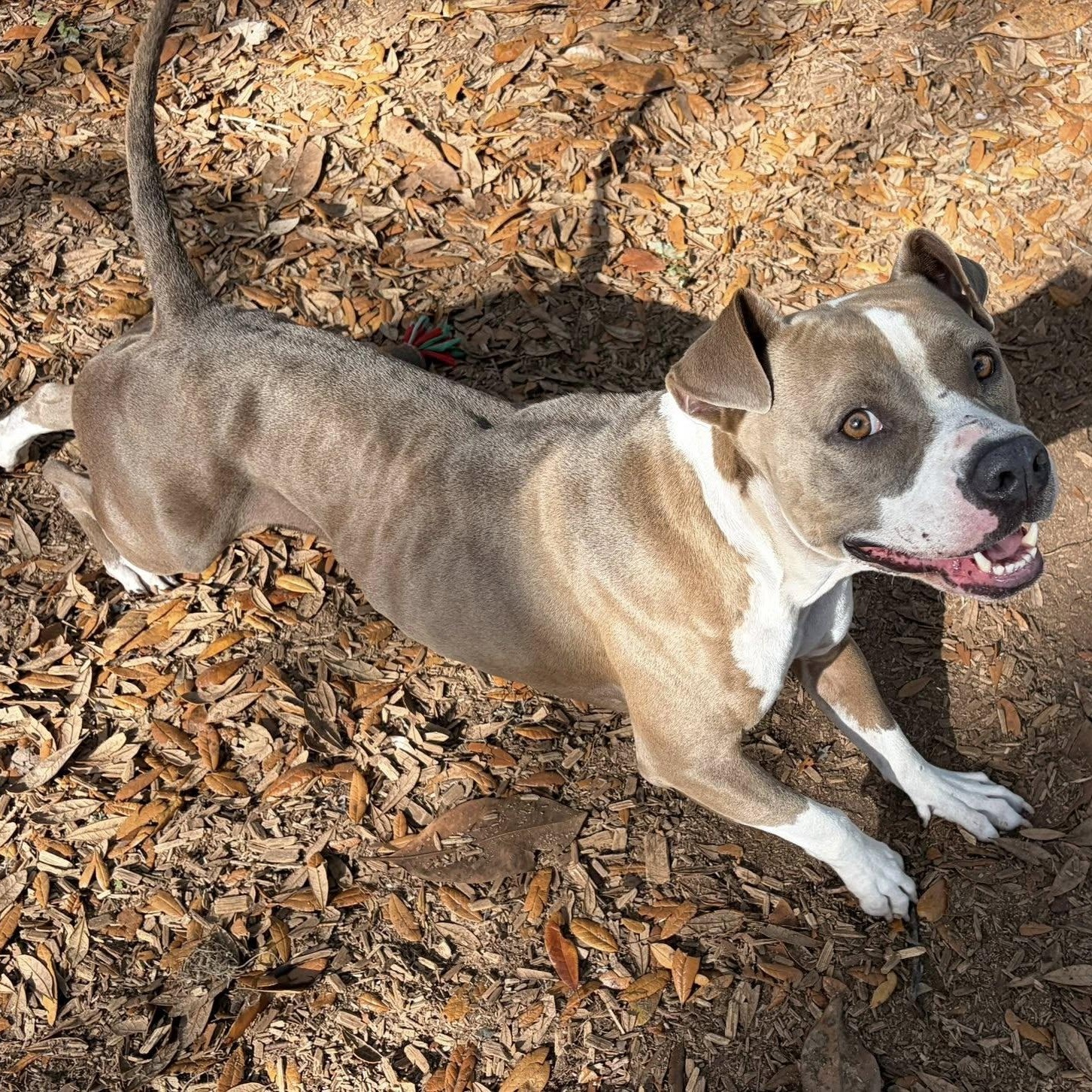 Enlarge Layla, a ADOPTABLE Pit Bull Terrier in St. Augustine, FL image 3/4