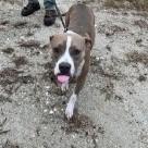 Enlarge Layla, a ADOPTABLE Pit Bull Terrier in St. Augustine, FL image 4/4