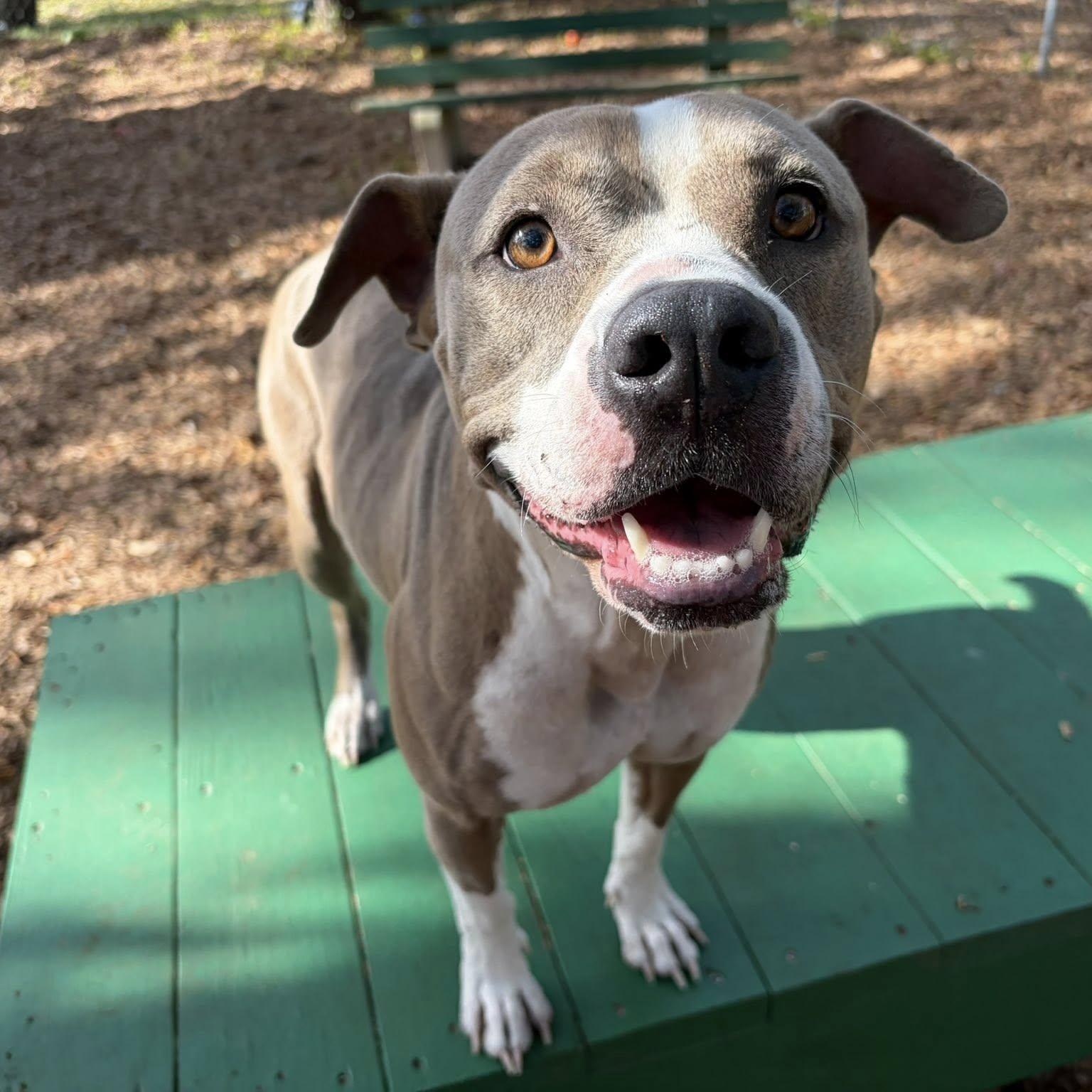 Layla, ADOPTABLE, Adult Female Pit Bull Terrier.