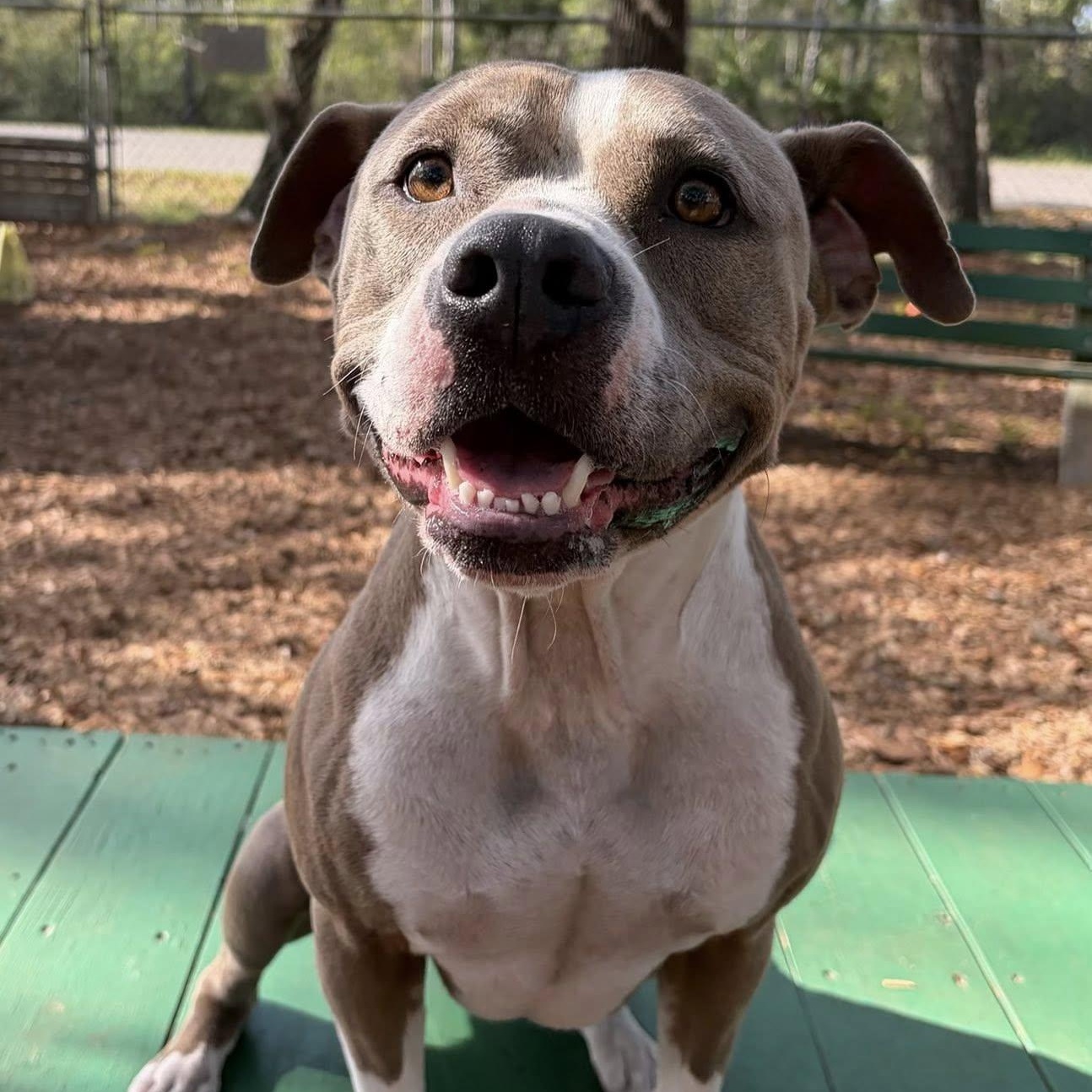 Enlarge Layla, a ADOPTABLE Pit Bull Terrier in St. Augustine, FL image 2/4