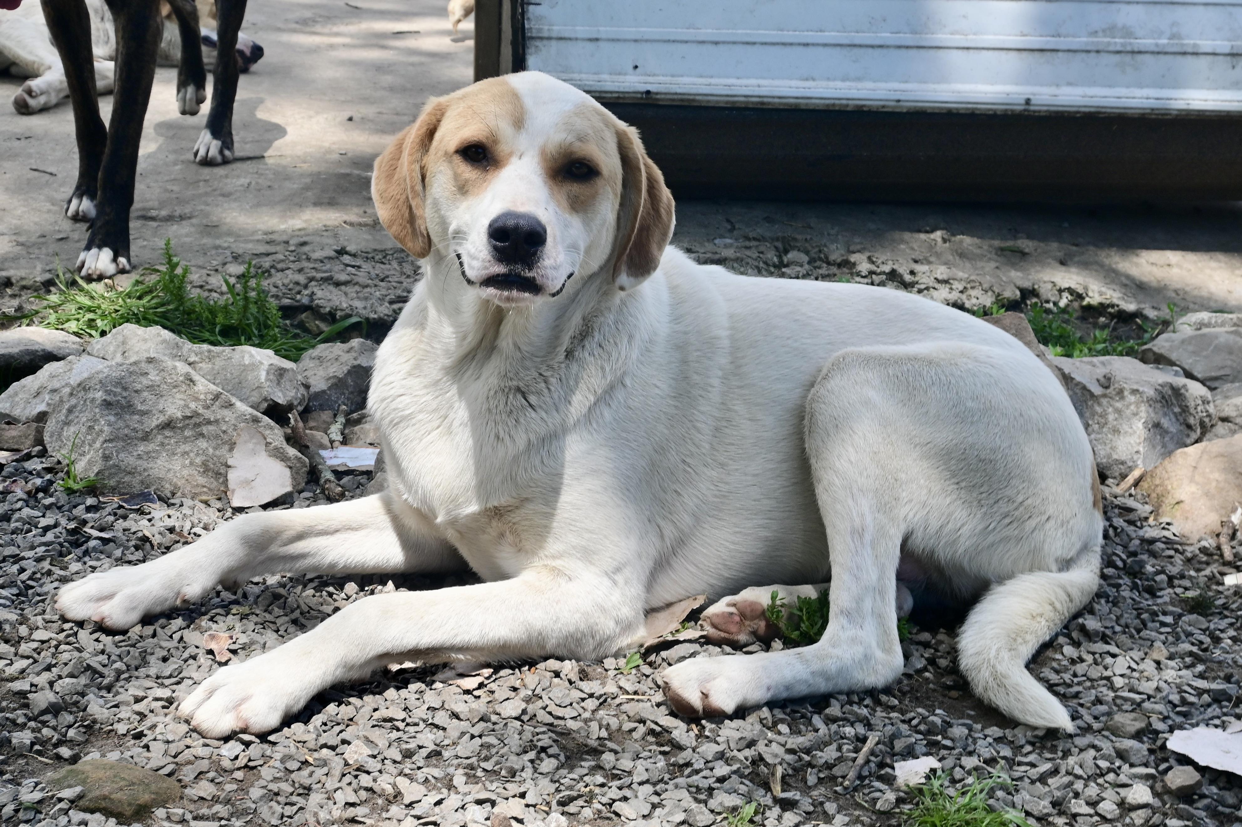 Lilly, an adoptable Foxhound in Tracy City , TN, 37387 | Photo Image 1