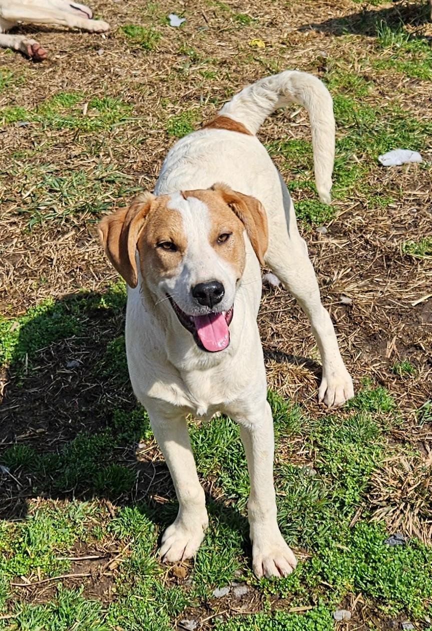 Enlarge Lilly, a Adoptable mixed breed in Tracy City , TN image 2/3