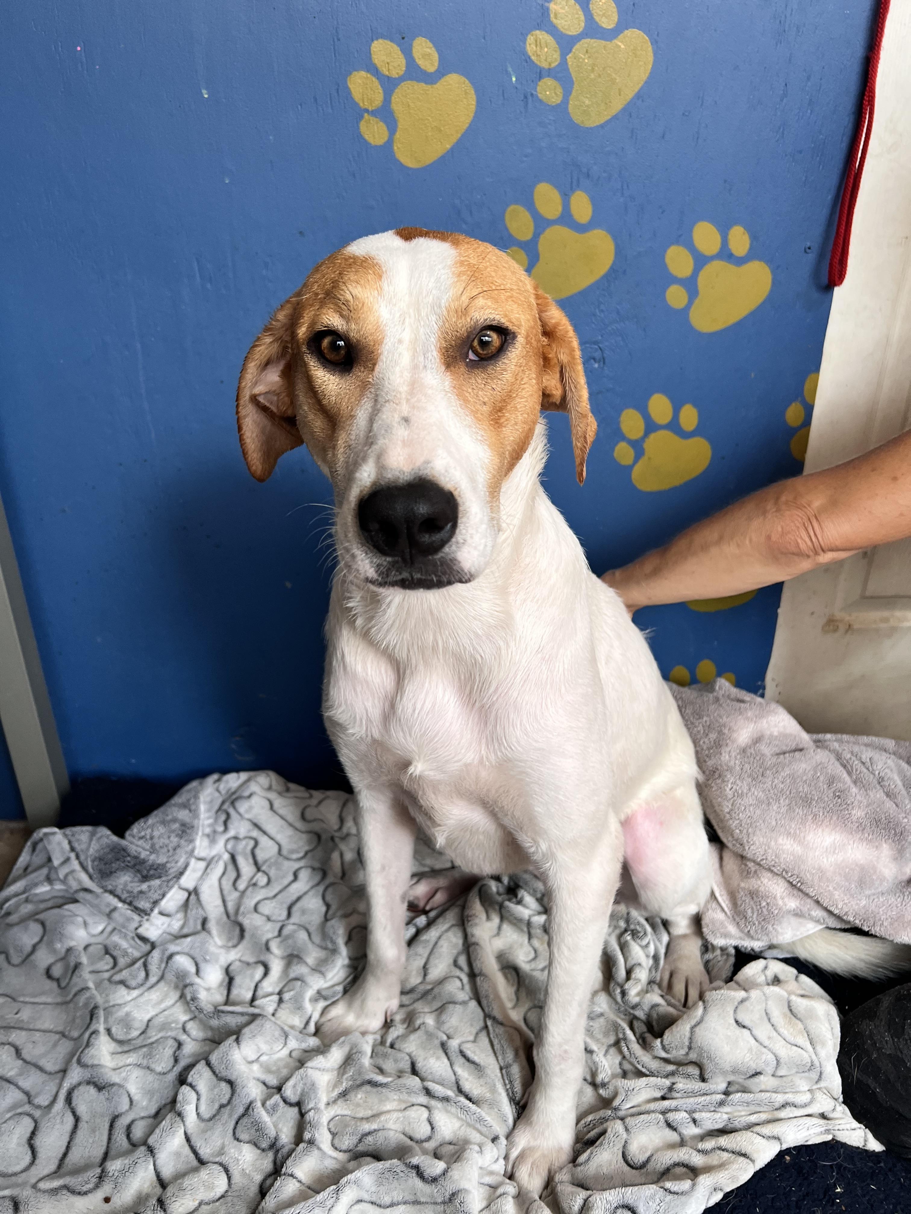 Enlarge Lilly, a Adoptable mixed breed in Tracy City , TN image 3/3