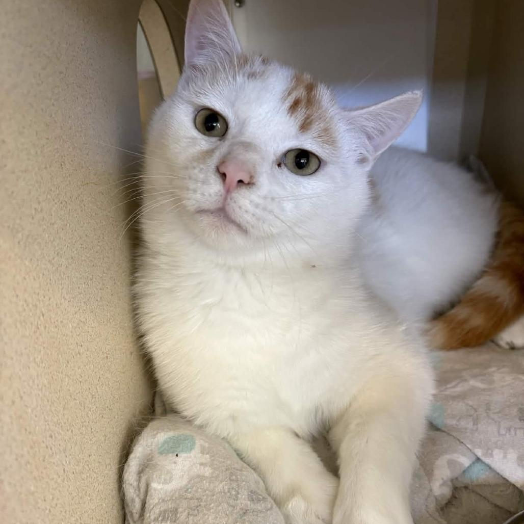 Enlarge Count Percival Viremont, a Adoptable Domestic Short Hair in Gloucester, VA image 1/2
