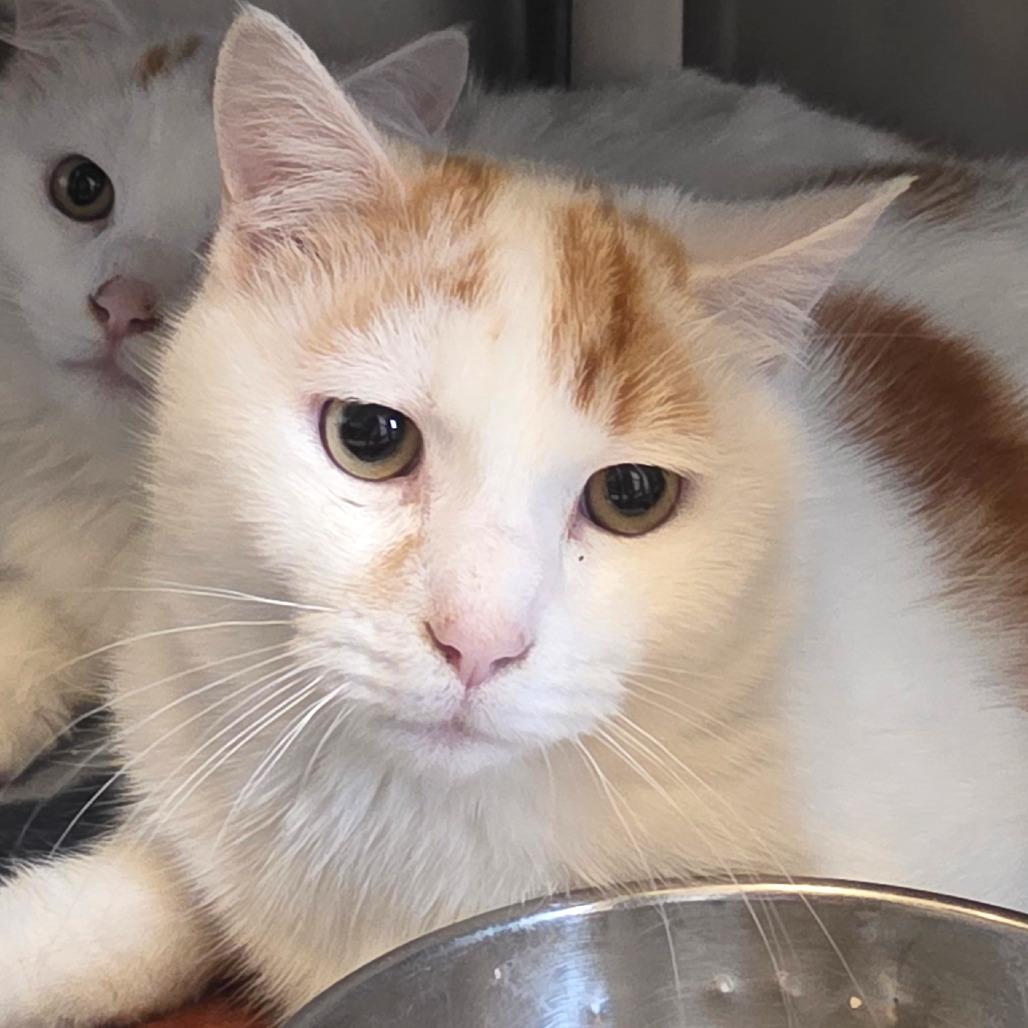 Enlarge Count Percival Viremont, a Adoptable Domestic Short Hair in Gloucester, VA image 2/2