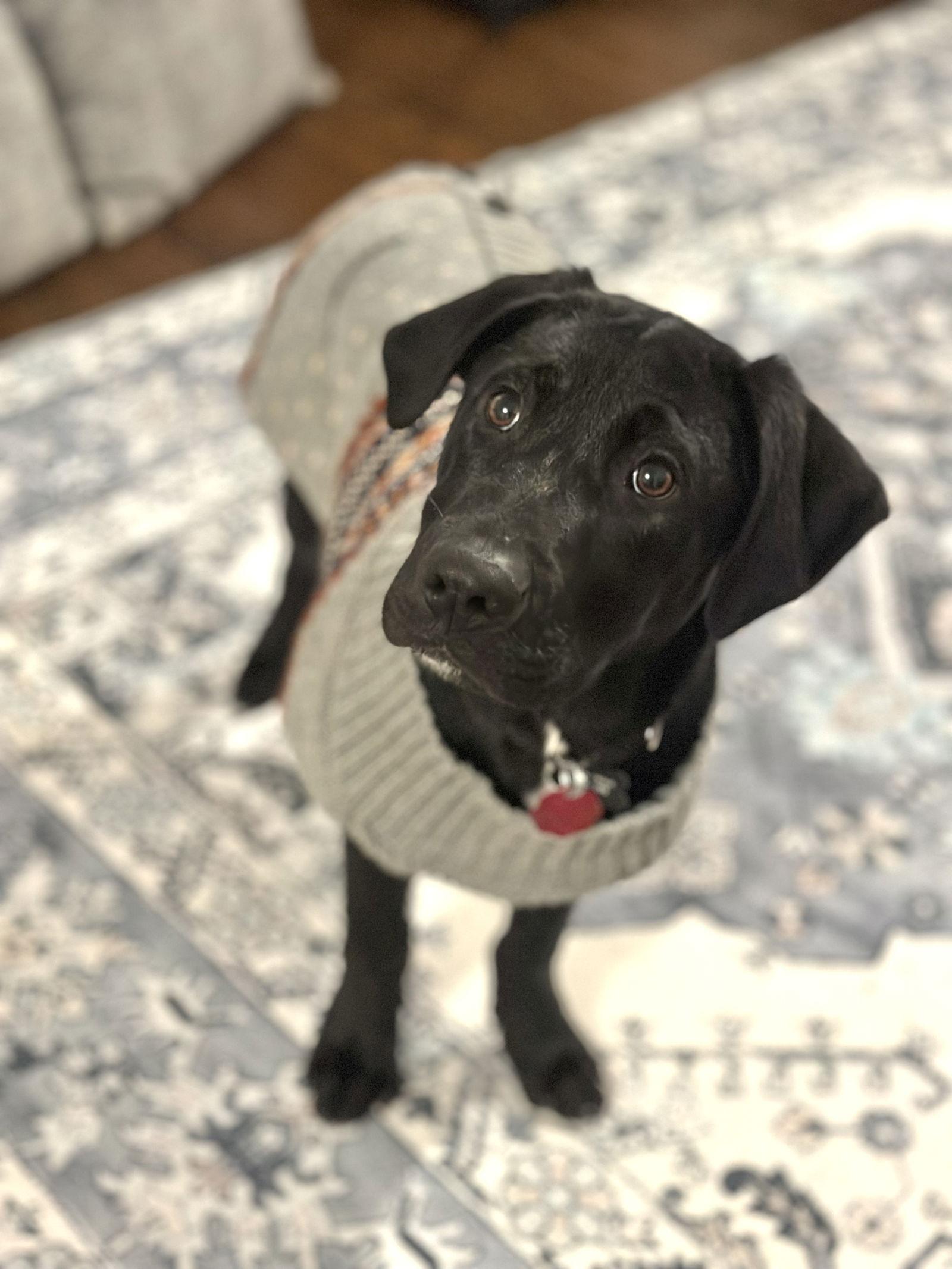 Ace Lonestar thumbnail 2