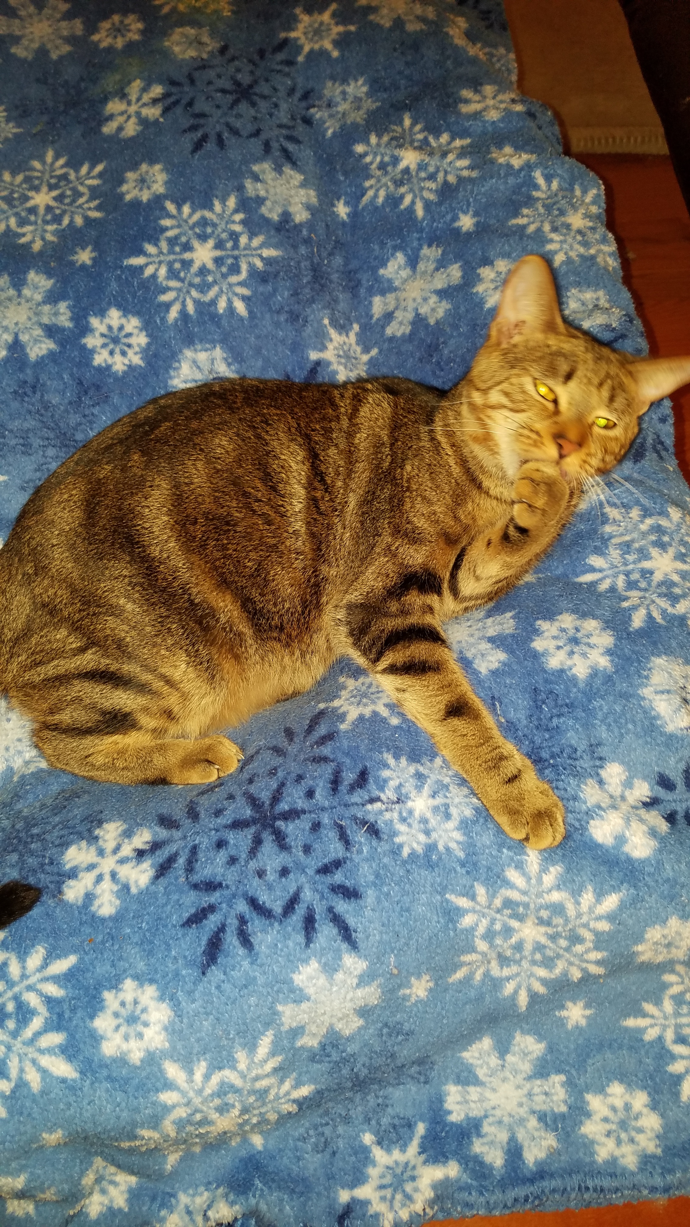 Enlarge Marble, a Adoptable mixed breed in Dacula, GA image 1/6