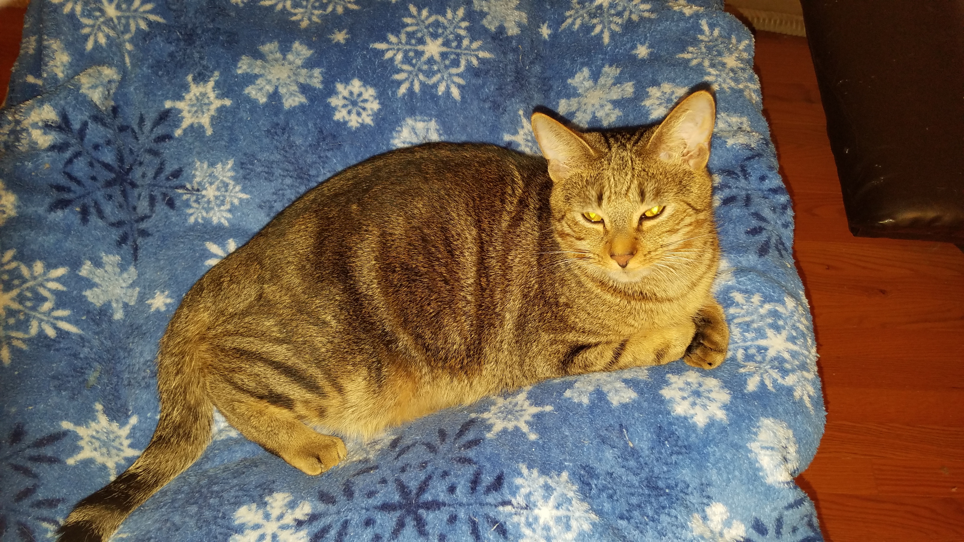 Enlarge Marble, a Adoptable mixed breed in Dacula, GA image 3/6