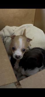 Nolan, adopted, Puppy Male Chihuahua.