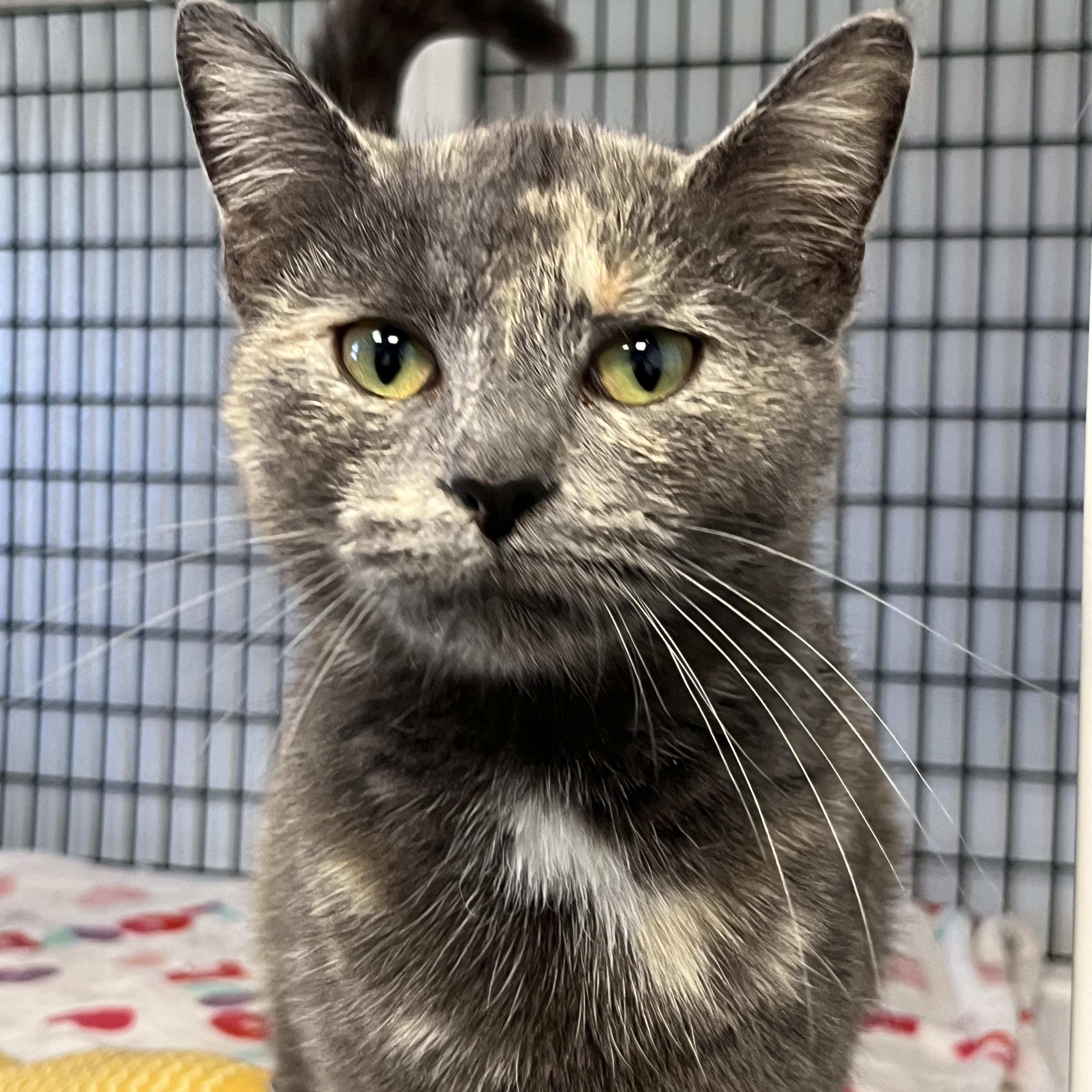 Shelbie, Adult Female unknown