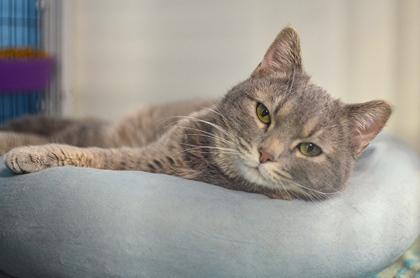 Enlarge Ellsmere, an adopted mixed breed in Rapid City, SD image 3/3