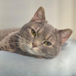 Ellsmere, ADOPTABLE, Young Female Domestic Short Hair.