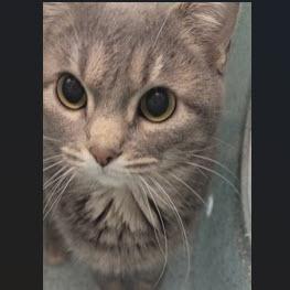 Enlarge Ellsmere, a ADOPTABLE mixed breed in Rapid City, SD image 1/1