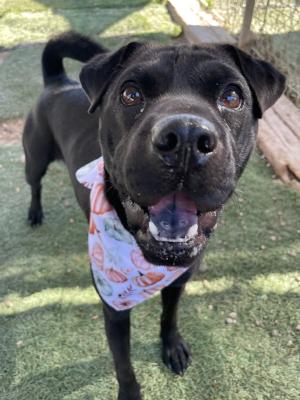 La Brea — thumbnail 2