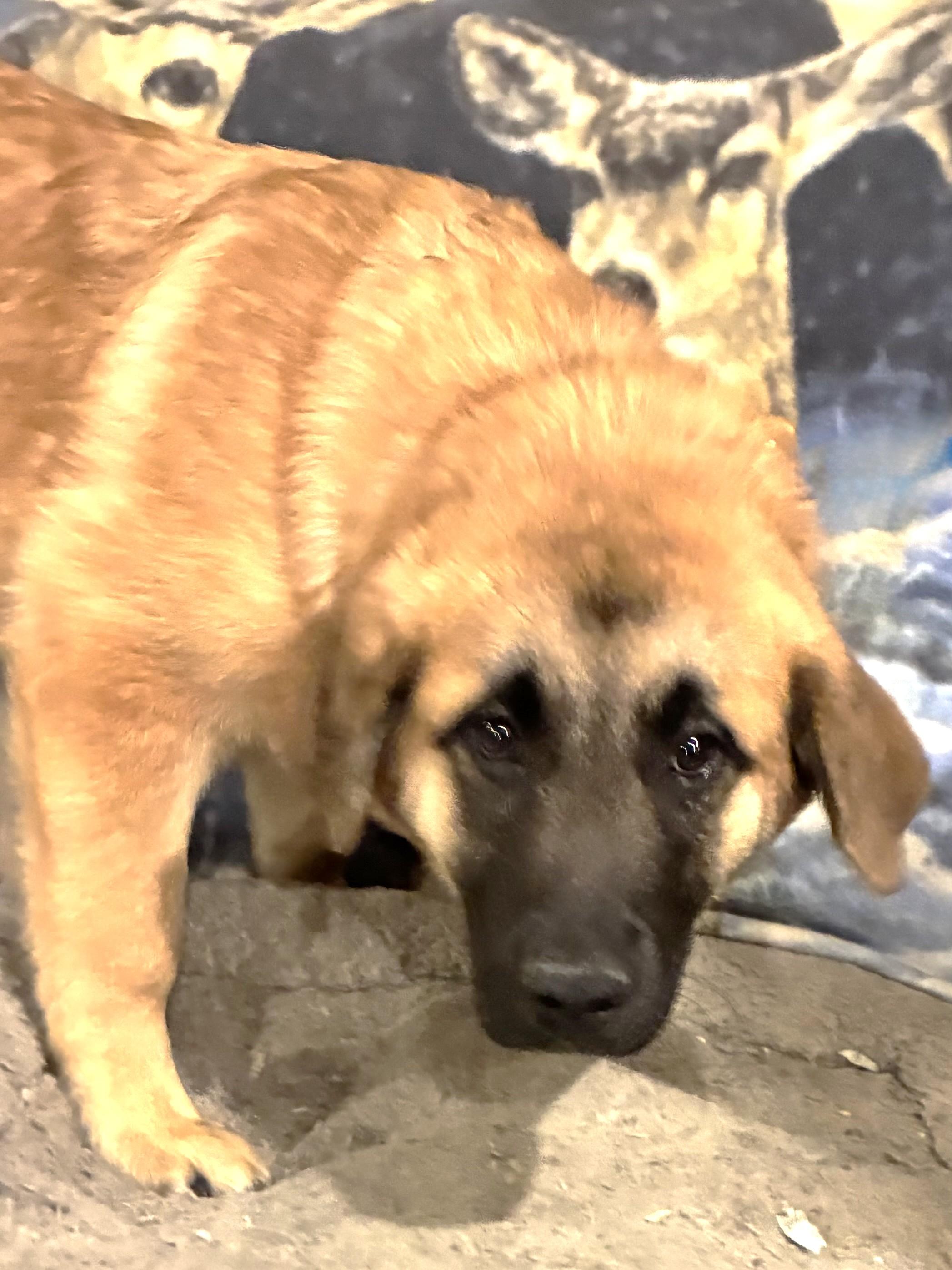 Enlarge Gilleon, an adopted mixed breed in West Chicago, IL image 3/3