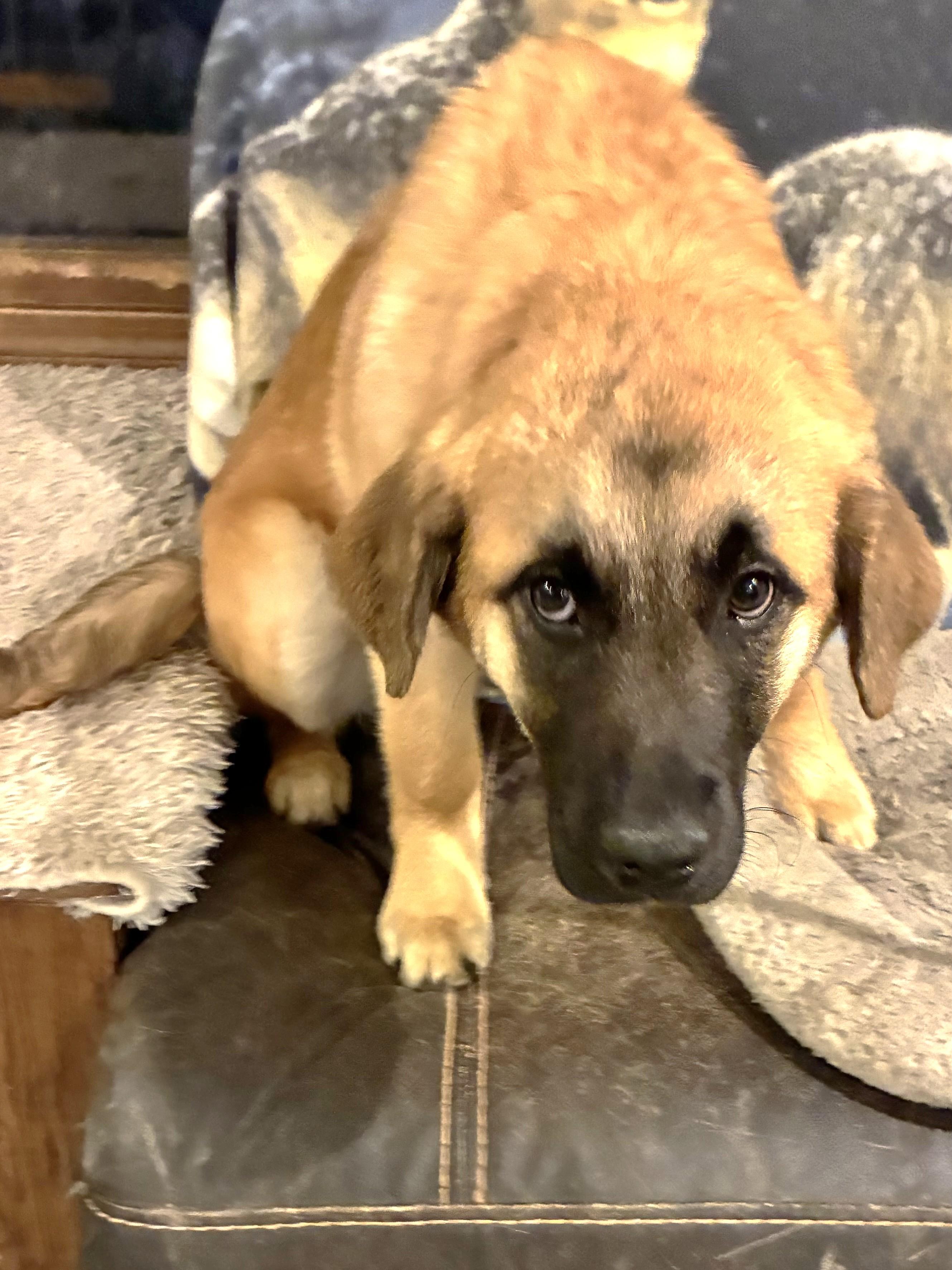 Enlarge Gilleon, an adopted mixed breed in West Chicago, IL image 2/3