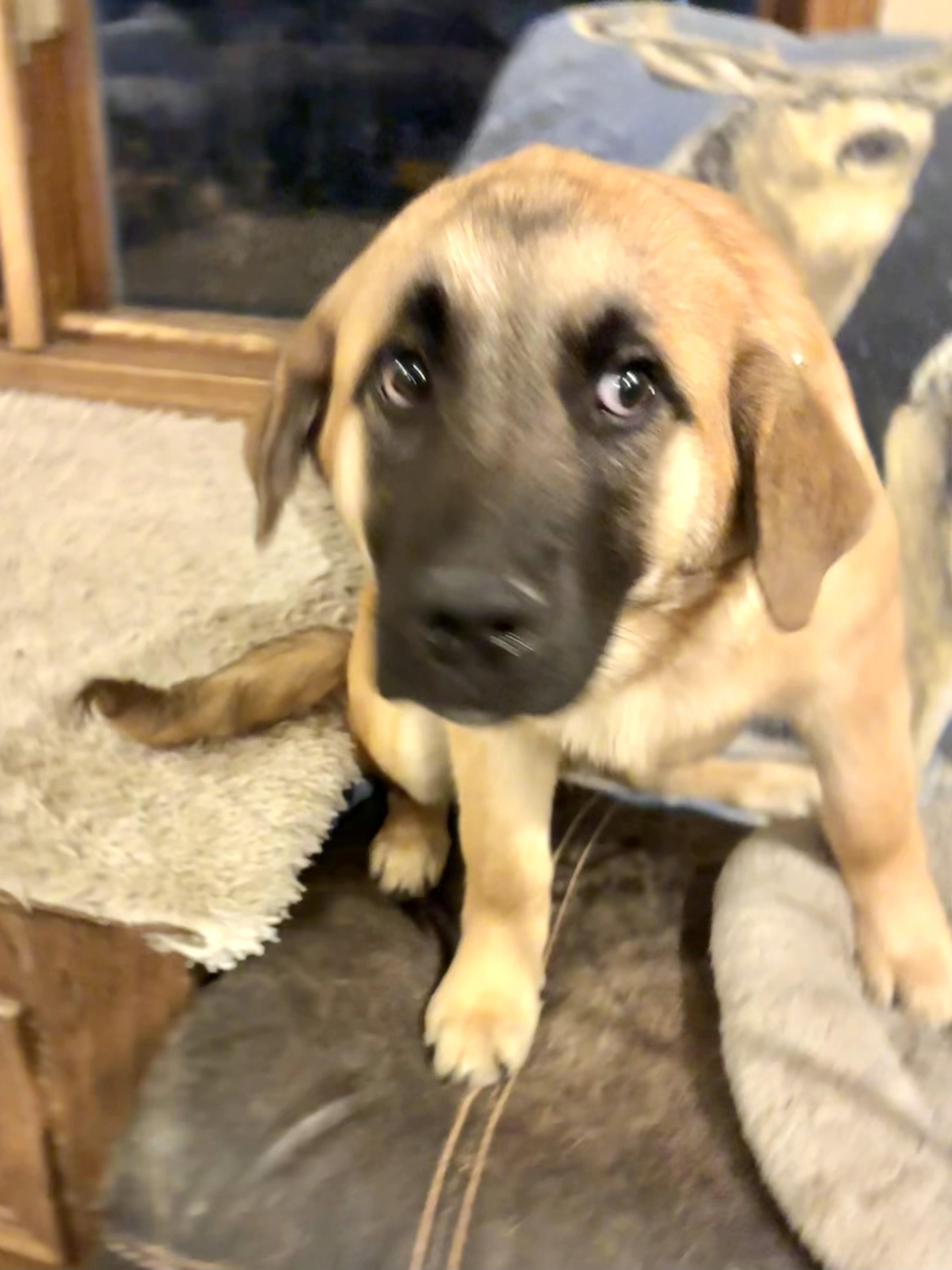 Gilleon, adopted, Puppy Male Mastiff.