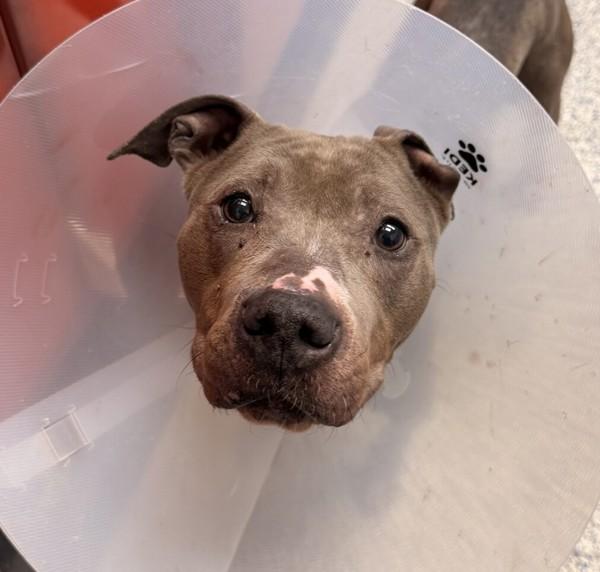 Tinka, Adoptable, Adult Female Pit Bull Terrier.