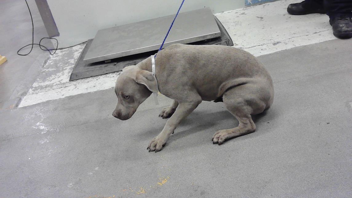 Enlarge EARL, a Adoptable mixed breed in Houston, TX image 1/1